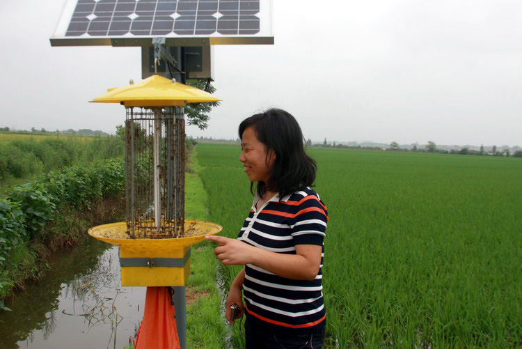 浙江水稻種植農場使用太陽能殺蟲燈效果